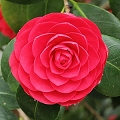 Hilfiger Flower Rose Perfume for Women by Tommy Hilfiger | PerfumeMaster.com